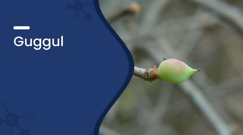 Guggul Benefits, Uses, Dosage & Side Effects