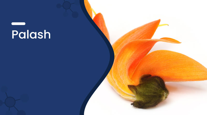 palash flower &ndash; uses, benefits, ayurvedic importance & side effects