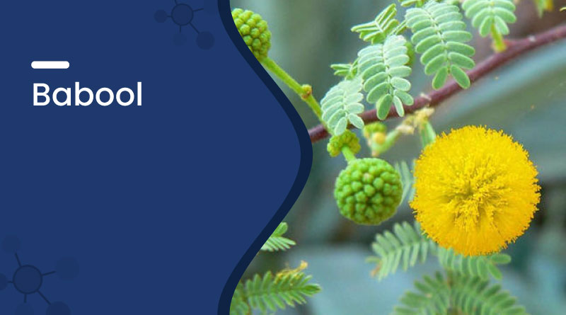 Babool &ndash; Ayurvedic Uses, Benefits, Dosage & Side Effects