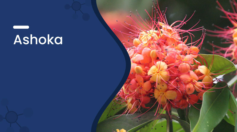 Ashoka Tree &ndash; Ayurvedic Uses, Benefits, Dosage & Side Effects