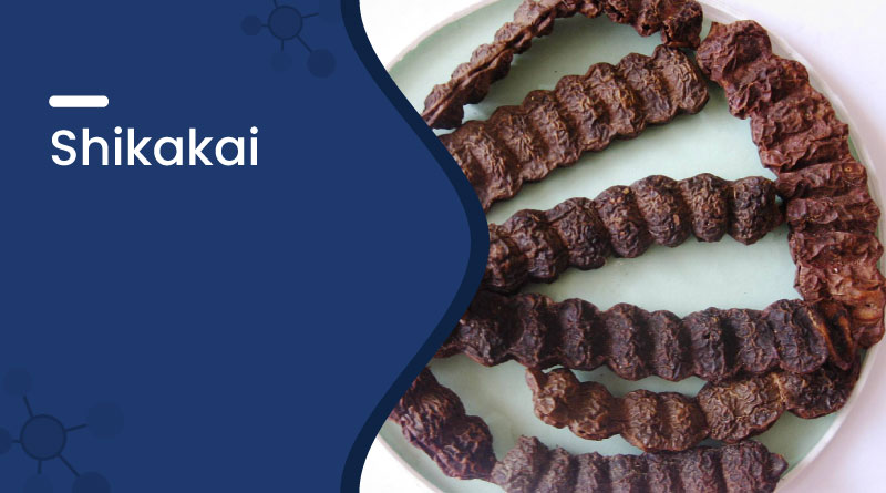 Shikakai &ndash; Uses, Benefits, How to Use & Side Effects