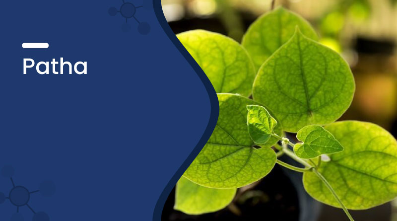 Patha Herb &ndash; Uses, Benefits, Dosage & Side Effects