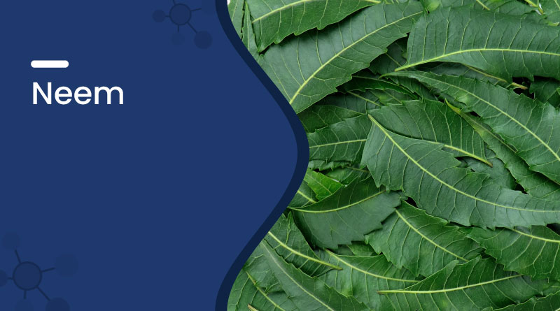 Neem &ndash; Ayurvedic Uses, Health Benefits, Dosage & Side Effects