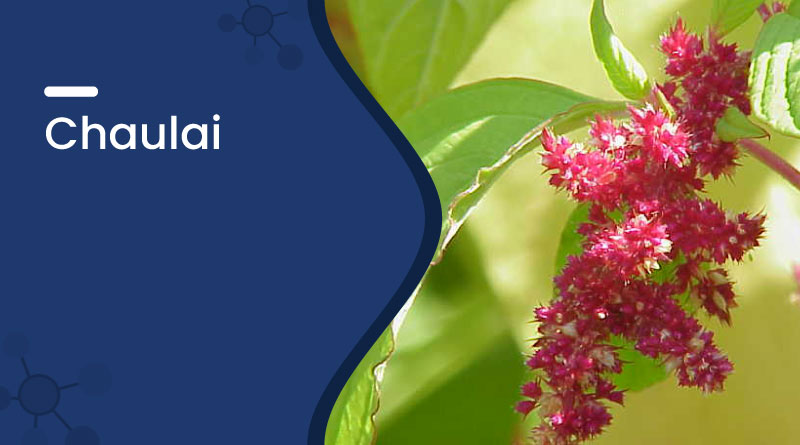 Chaulai (Amaranth): Benefits, Uses, Nutrition & Side Effects