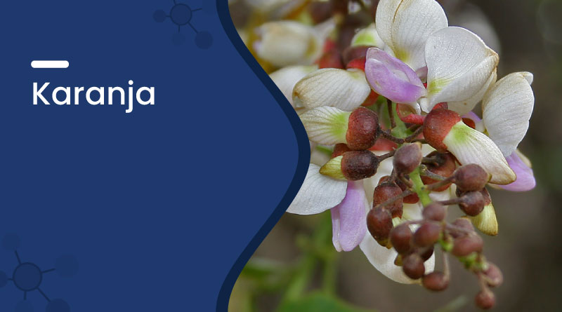 Karanja &ndash; Ayurvedic Uses, Benefits, Oil Applications & Side Effects