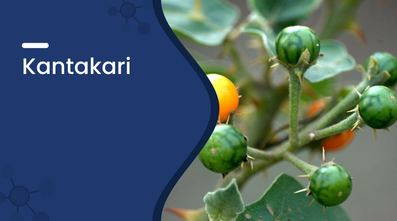 Kantakari Herb Benefits, Uses & Dosage &ndash; Ayurvedic Remedy