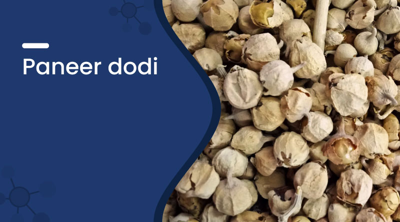 Paneer Dodi (Withania Coagulans) &ndash; Benefits, Uses & Side Effects