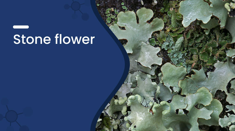 Stone Flower (Kalpasi) &ndash; Benefits, Uses, and Medicinal Properties