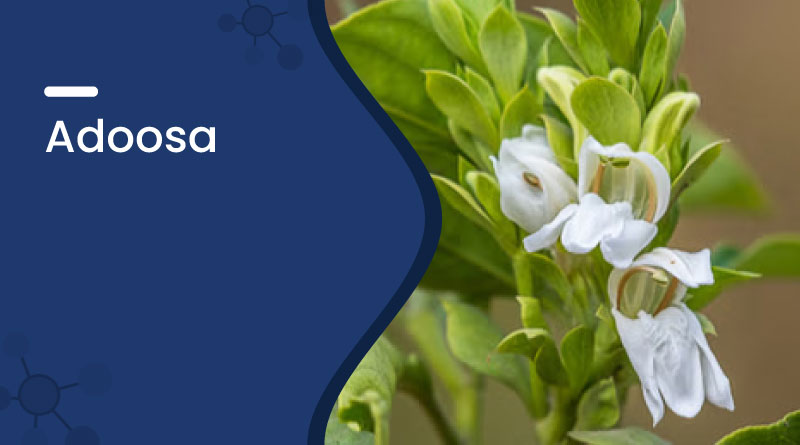 Adoosa (Vasaka) Benefits & Uses &ndash; Natural Remedy for Cough