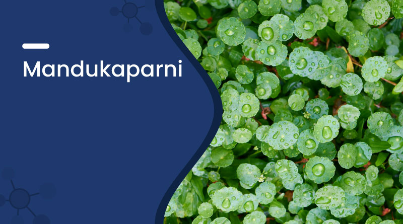 Mandukaparni Benefits & Uses | Natural Brain Tonic Herb