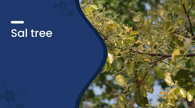 Sal Tree Benefits, Uses & Importance