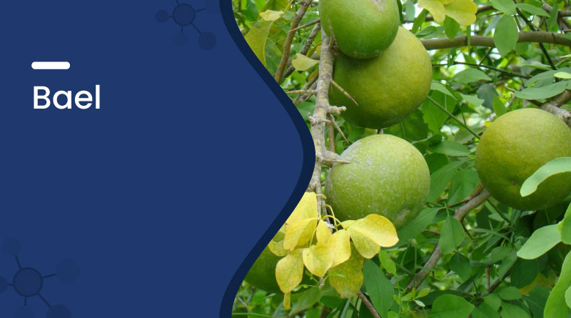Bael Fruit Benefits & Uses | Ayurvedic Cooling Superfruit