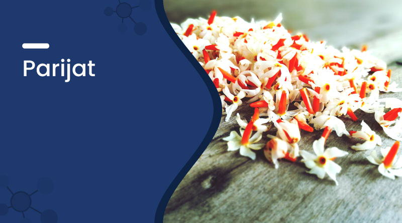 Parijat (Night Jasmine): Benefits, Uses & Ayurvedic Value