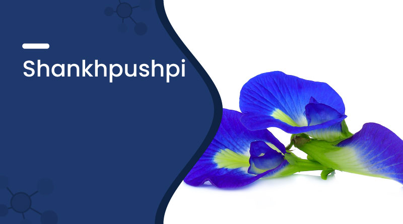 Shankhpushpi: Benefits, Uses, Dosage & Brain Health Support
